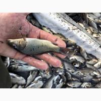 Продам зарибок( однорічка, дворічка, товарна) карп, білий амур, товстолоб( гібрид ), окунь