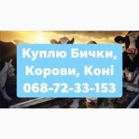 Заготів. худоби ( Немирів, Гайсин, Тульчин, Умань, Христинівка, Монастирище)