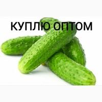 Куплю Огурец, урожая 2022