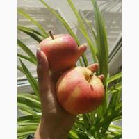 Продам яблока разных сортов