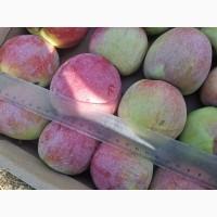 Продам яблока разных сортов