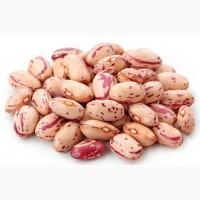 Продам квасолю будь-які обсяги від 5 т