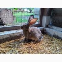 Кролики Бельгійський велетень Полтавське срібло Каліфорнія