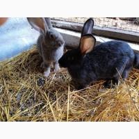 Кролики Бельгійський велетень Полтавське срібло Каліфорнія