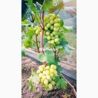 Живці ( Черенки, Лоза) винограду для щеплення, посадки, пророщення