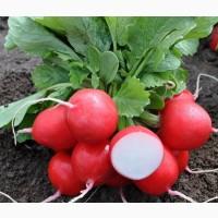 Продам товарный редис, сорт Аутелла