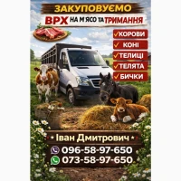Закуповуємо ВРХ Корів Коней Бичків Телят Телиці М#039;ясо На Тримання