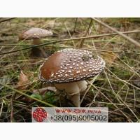 Мухомор ПАНТЕРНИЙ (Amanita Pantherina), сушені КАПЕЛЮШКИ, сезон 2026