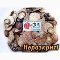 Мухомор ПАНТЕРНИЙ (Amanita Pantherina), сушені КАПЕЛЮШКИ, сезон 2026