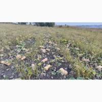 Продам гарбузи мускатних сортів, сорт Матильда