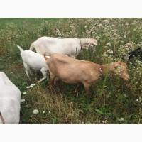 Продам дійні кози
