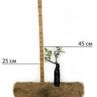 Саджанці англійських піоноподібних троянд Абрахам Дербі