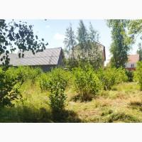Продам саджанці чорноплідної горобини(аронії)