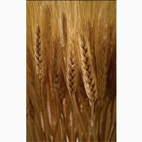 Продам пшеницю 4 клас, 300 т., Київська обл., м.Тараща