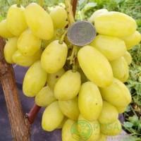 Саджанці винограду: найкращі сорти, більше 80 сортів, висока якість