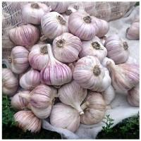 Продам часник сорт любаша та Ірен перша репродукція