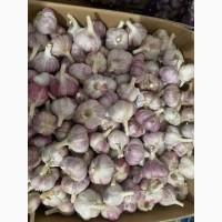 Продам часник сорт любаша та Ірен перша репродукція