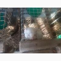 Продам норкі живі дві пари