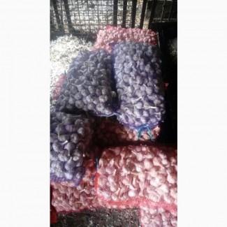 Продаю озимий Часник