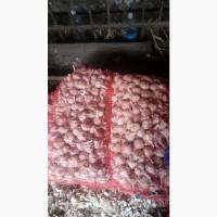 Продаю озимий Часник