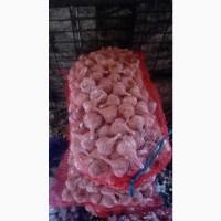 Продаю озимий Часник