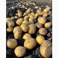 Закупівля картоплі оптом від 10 тонн - товарна, насіннєва, середня