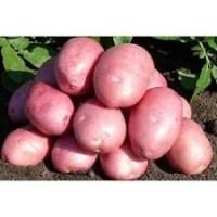 Насіннєва картопля Беллароза Рівненська область купити, роздріб від 10 кг Сорт Беллароза