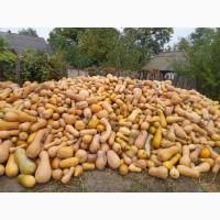 Продам кашові гарбузи