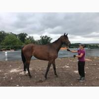 Продам чистокровна гніда кобила