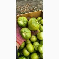 Продам зелений томат.20 грн