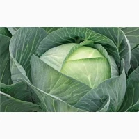 Продам капусту Сторідор у великій кількості