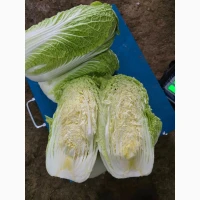 Пекінська капуста, куплю