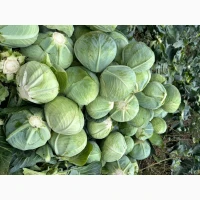 Капуста білокачанна