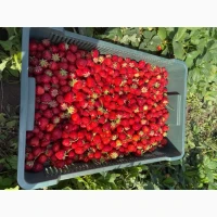 Куплю полуницю без хвостика і з хвостиком