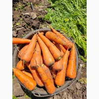 Продам морковь в мега качестве
