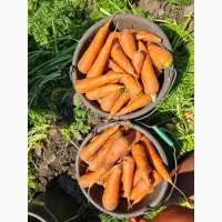 Продам морковь в мега качестве