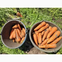 Продам морковь в мега качестве