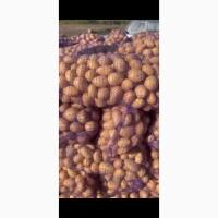 Продам Картоплю Мікадо; Сорая