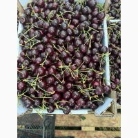 Продам черешню сладкую