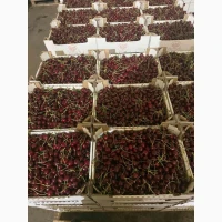 Продам черешню сладкую