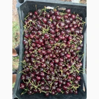 Продам черешню сладкую