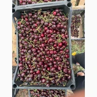 Продам черешню сладкую