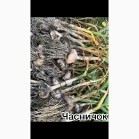 Продам якісний часник сорту Любаша
