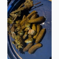 Солені огірки хрусткі - опт