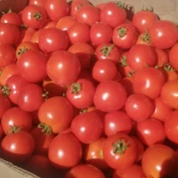 Продам помідори