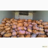 Тыква мускат де прованс