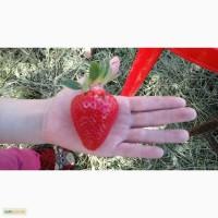 Продам саженцы клубники сорта Хоней