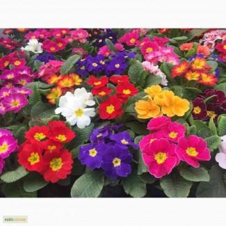 Продам примулу оптом и врозницу
