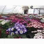 Продам примулу оптом и врозницу