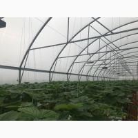 Продам органическую клубнику